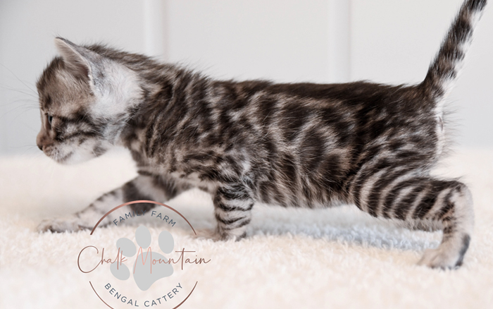 Bengal kitten for sale